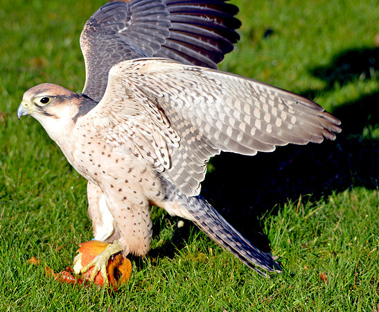 Lanner falcon