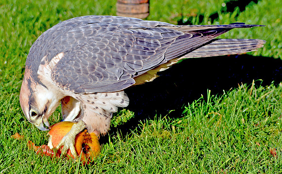 Lanner falcon