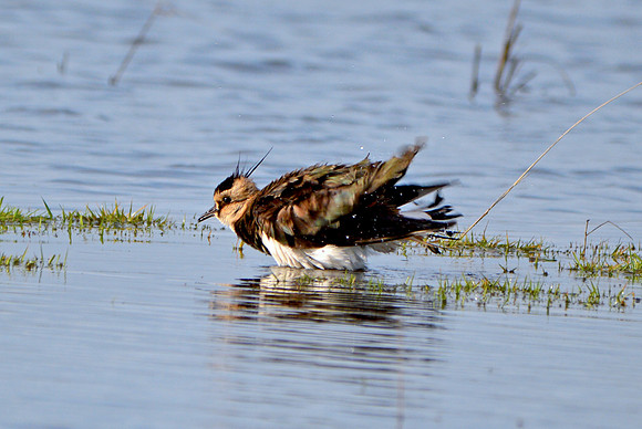 Northern lapwing