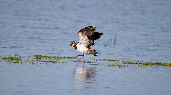 Northern lapwing