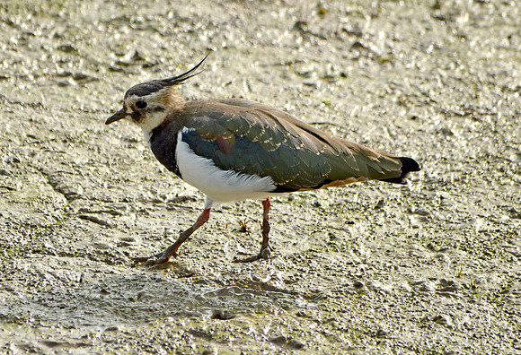 Northern lapwing