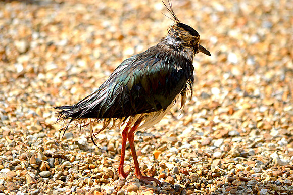 Northern lapwing