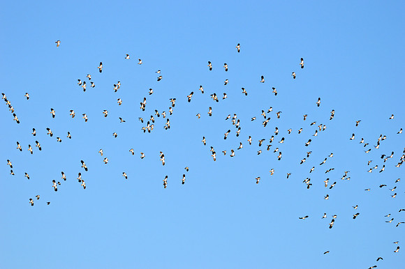 Northern lapwings