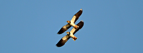 Northern lapwings
