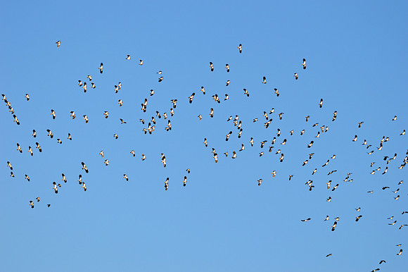 Northern lapwings