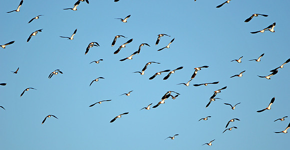 Northern lapwings