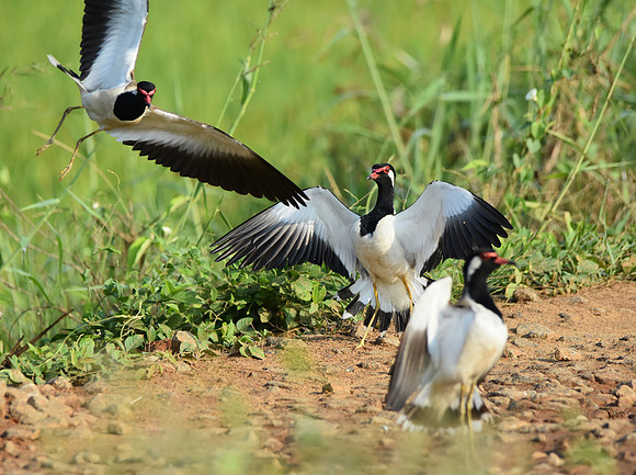 Red wattled lapwing mating dance