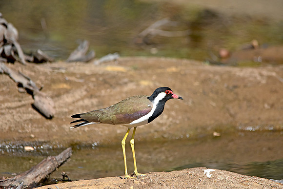 Red wattled lapwing
