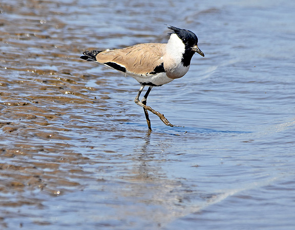 River lapwing