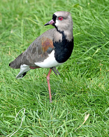 Southern lapwing