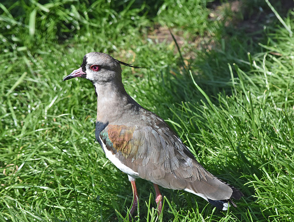 Southern lapwing