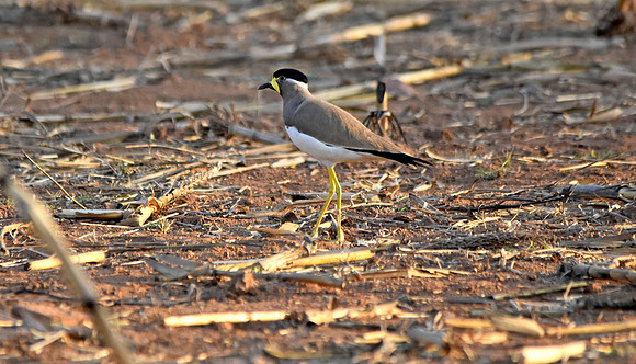 Yellow wattled lapwing