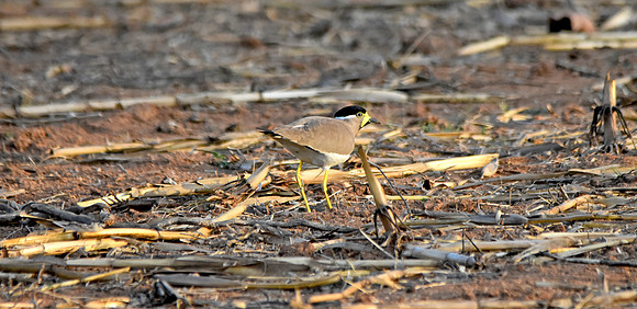 Yellow wattled lapwing