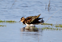 Northern Lapwing