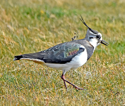 Northern Lapwing