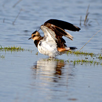 Northern Lapwing