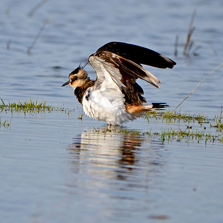 Northern Lapwing