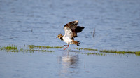 Northern Lapwing