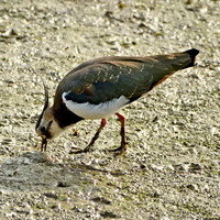 Northern Lapwing