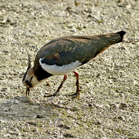 Northern Lapwing