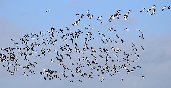 Northern Lapwing
