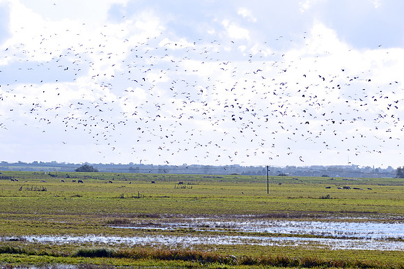 Northern Lapwing
