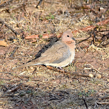Laughing dove / Little brown dove