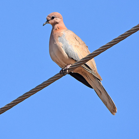 Laughing dove / Little brown dove