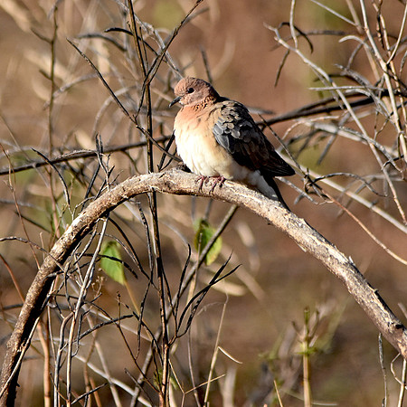 Laughing dove / Little brown dove