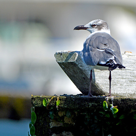 Laughing gull