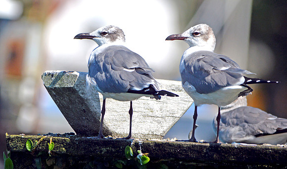 Laughing gull