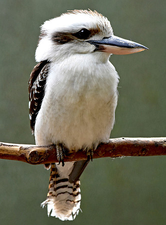 Laughing kookaburra