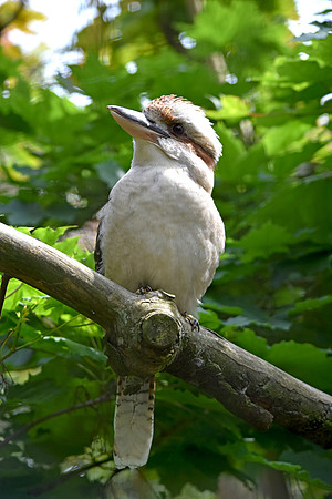 Laughing kookaburra