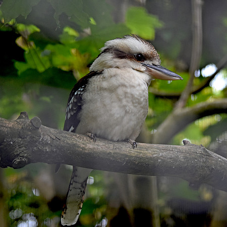 Laughing kookaburra