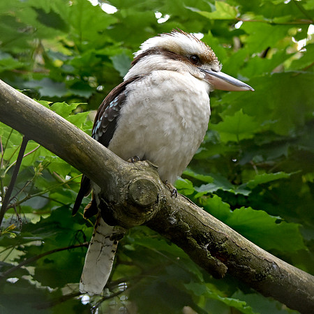 Laughing kookaburra