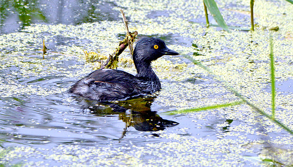 Least grebe