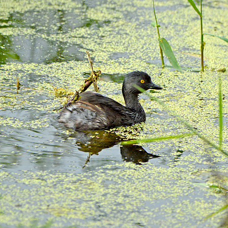 Least grebe