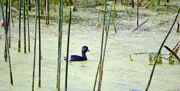 Least grebe