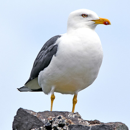 Lesser black backed gull