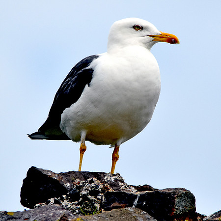 Lesser black backed gull