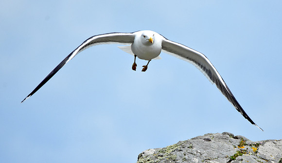 Lesser black backed gull