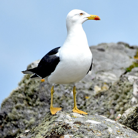 Lesser black backed gull