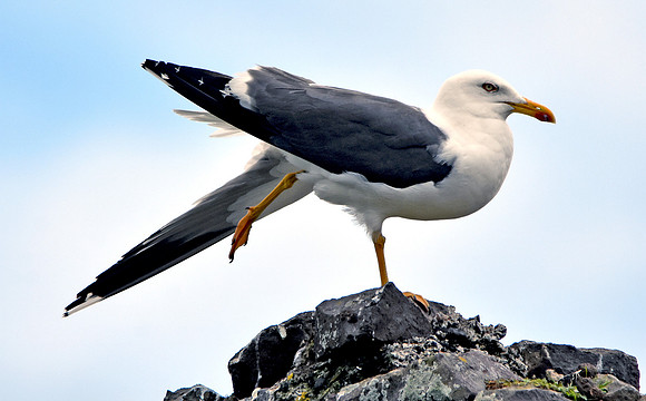 Lesser black backed gull