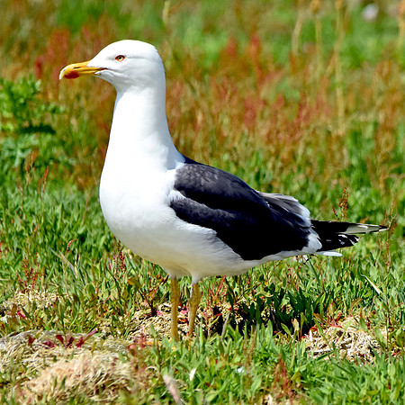 Lesser black backed gull