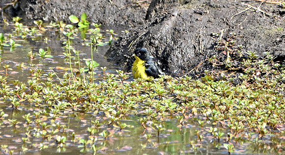 Lesser goldfinch