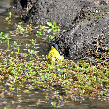 Lesser goldfinch