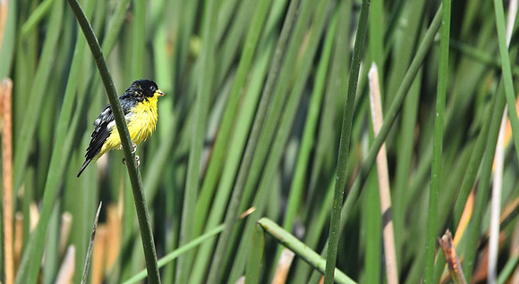 Lesser goldfinch