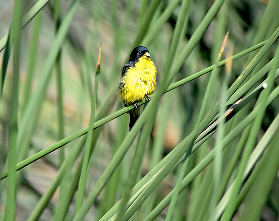 Lesser goldfinch