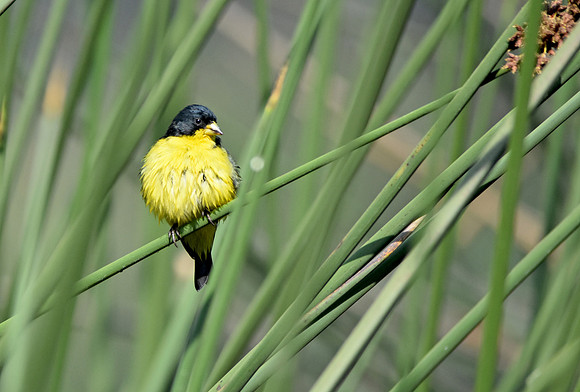 Lesser goldfinch
