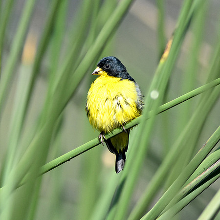 Lesser goldfinch